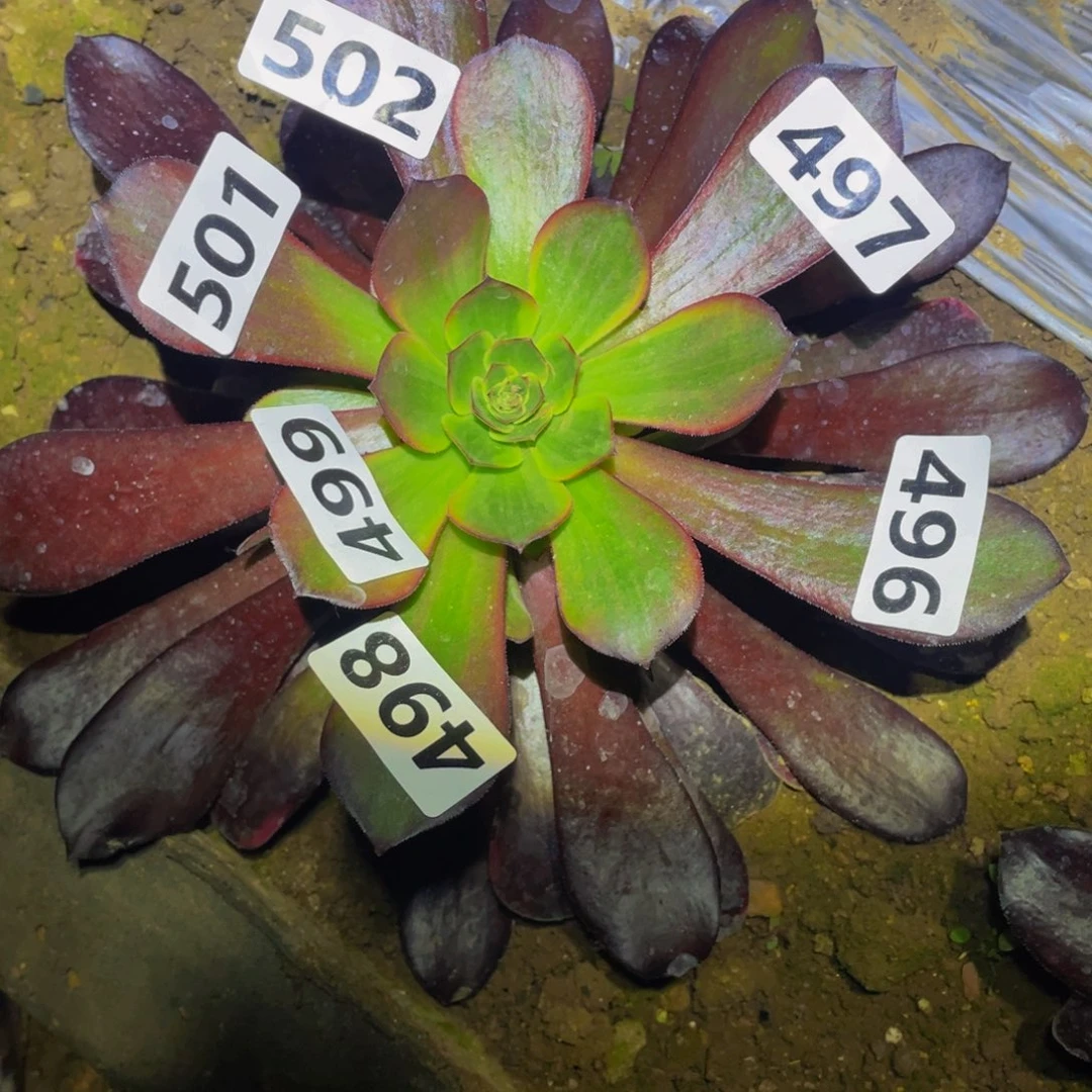 501黄金美杜莎多肉植物