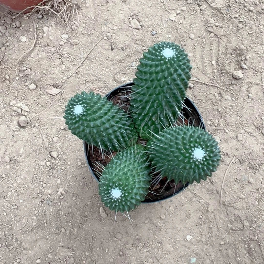 四***流零零落落零零落落来了