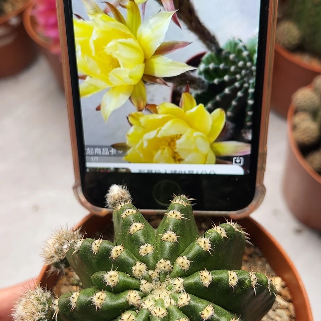 金刚黄白仙人球6公分左右