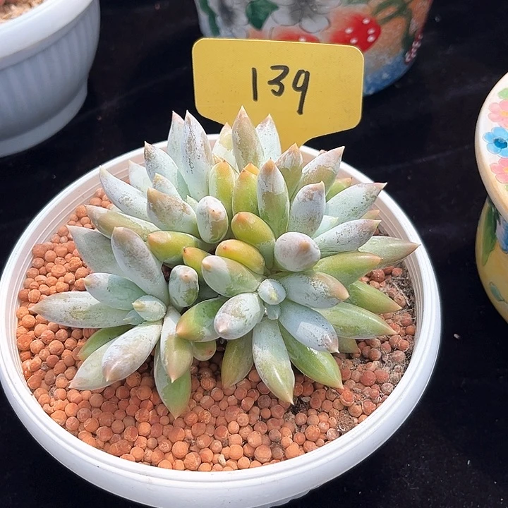 哥特139号码牌子的