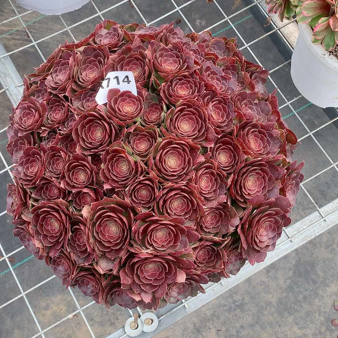 张*沙拉碗多肉植物