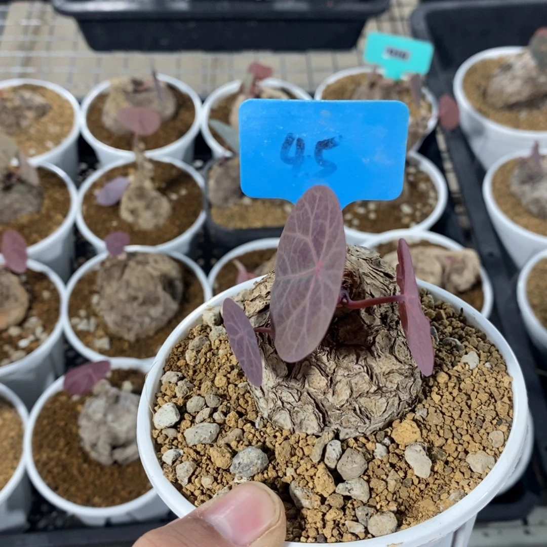 一叶龟多肉植物一个