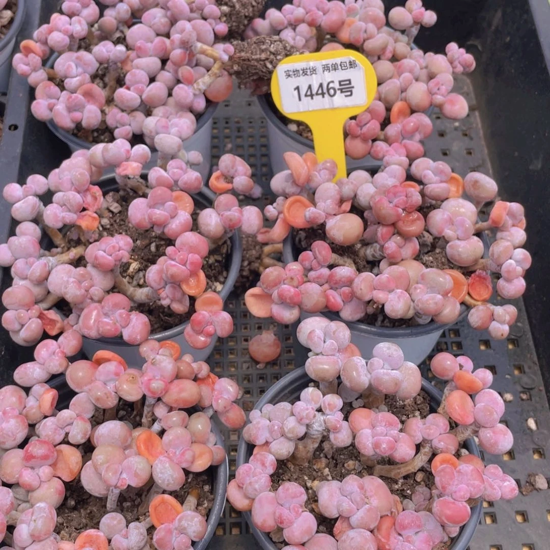 1446号 丸叶腰子桃蛋老桩组合满满一盆