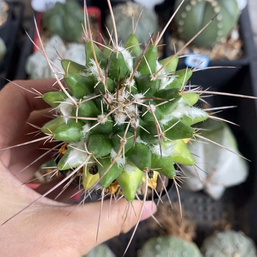 福利白龙丸植播园艺