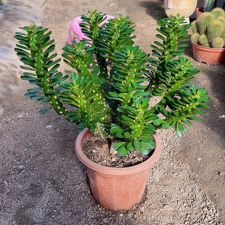 【***】完全开放无刺霸王裸根发货一物一拍不退换