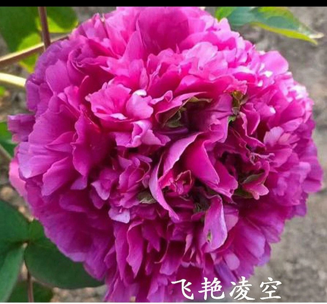 【飞燕凌空】盆栽牡丹 原盆原土
