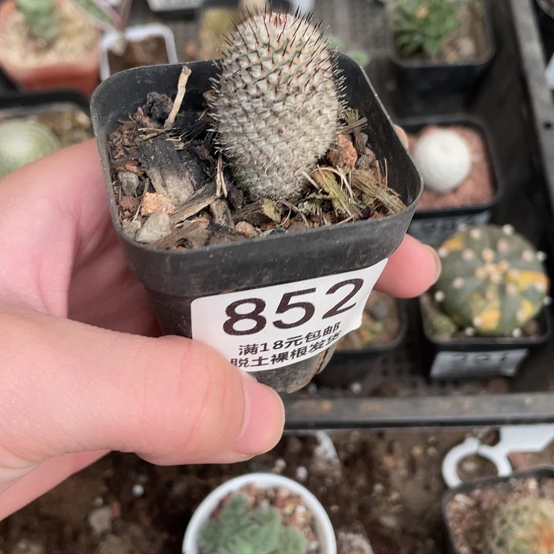 852直刺佩雷（满18包邮）