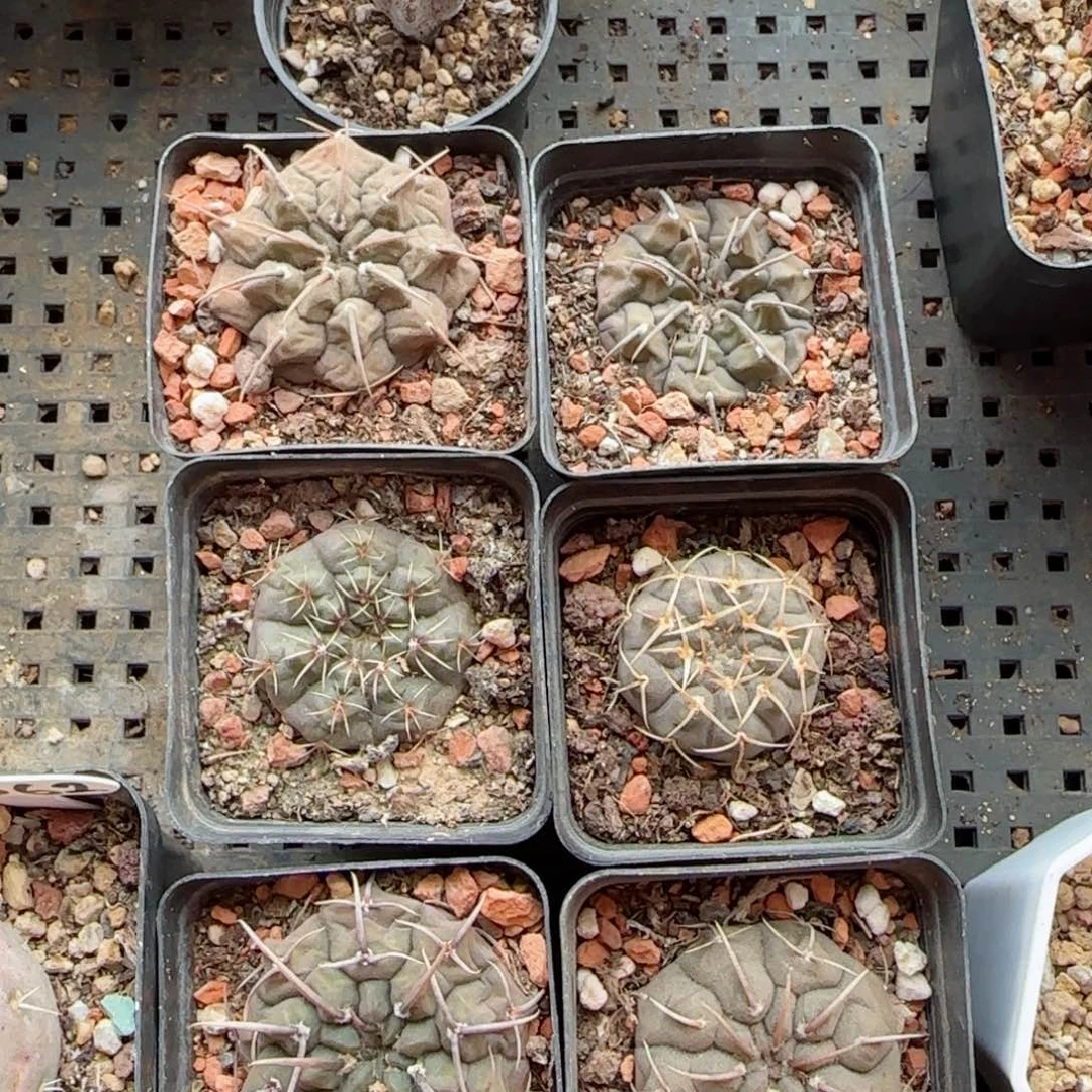 6颗实生裸萼多肉00008