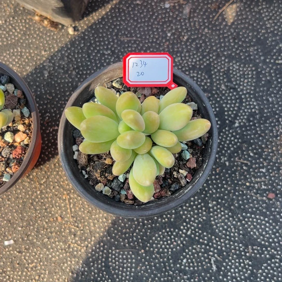 多肉植物多肉植物