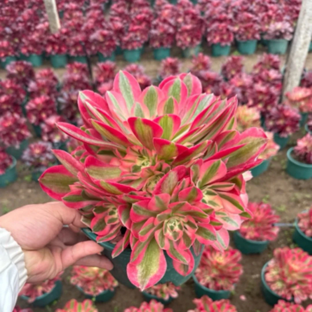 粉女巫法师 雪山法师精品多肉好看好养一颗包邮脱土发货