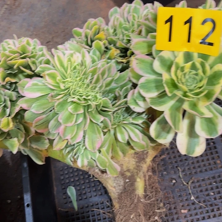 多肉植物福利112