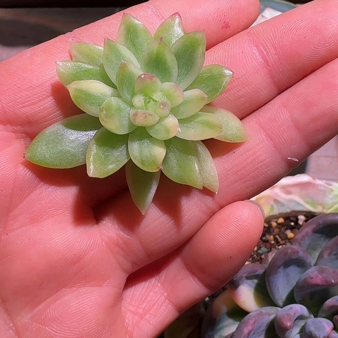 好看锦多肉多肉多肉