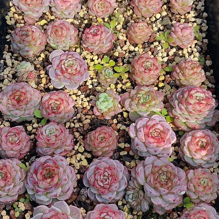 136 多肉植物盆栽花卉植物