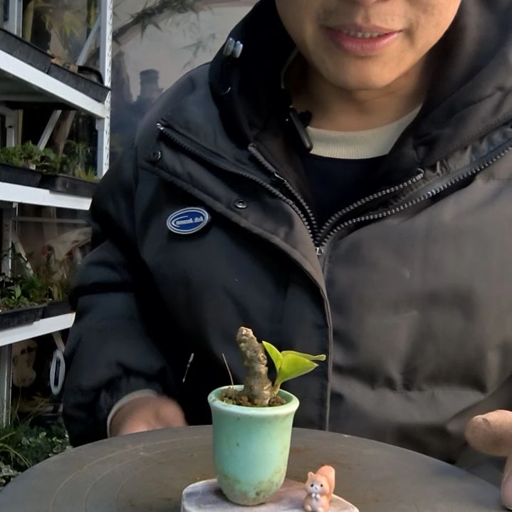 黄**儿小盆景小植物一物一拍90