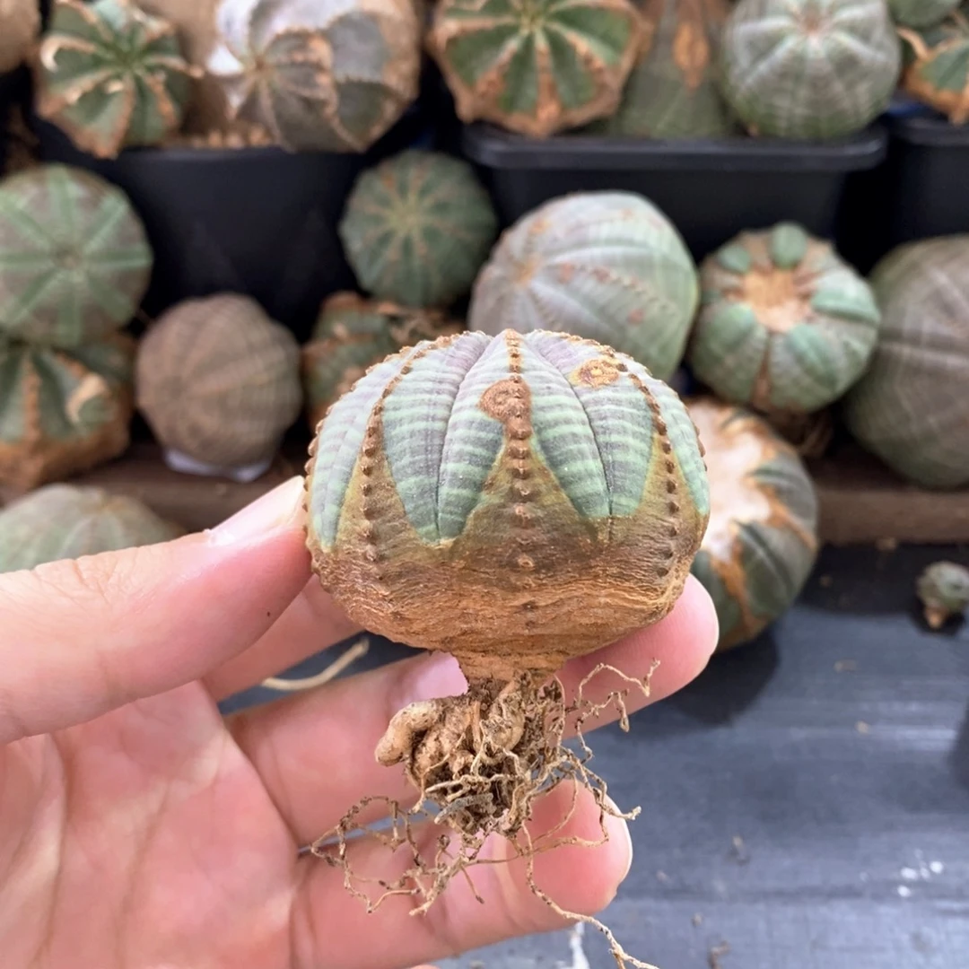 4欧系实生布纹球多肉植物