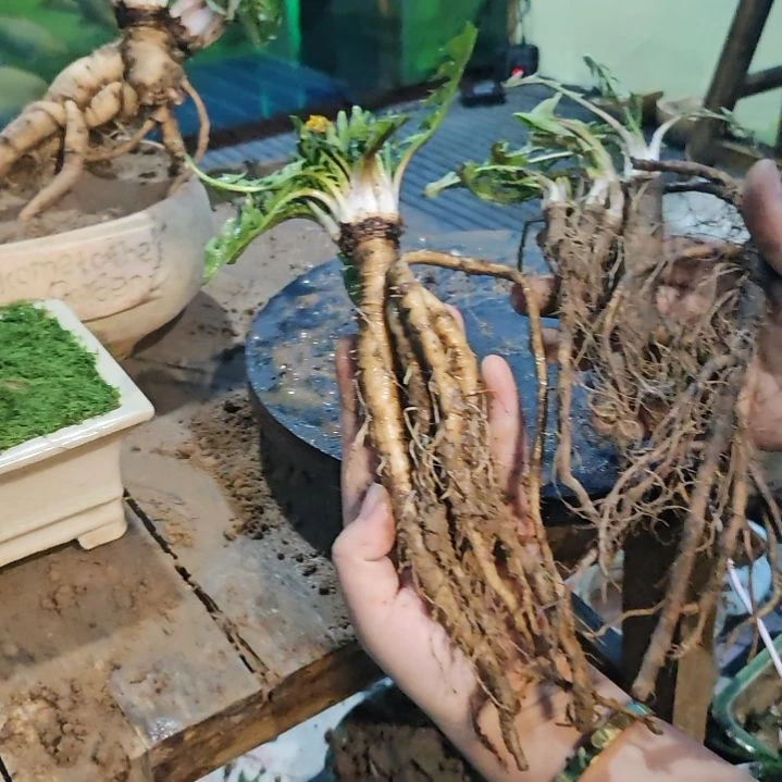 无花朵颗粒粒皆辛苦