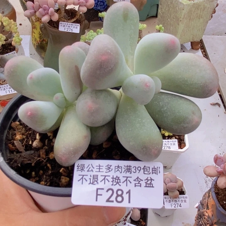 米可奶8cm281多肉植物