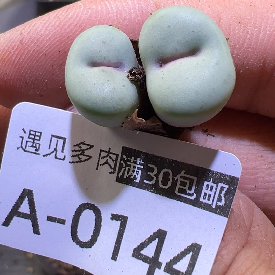多肉植物1111111111111