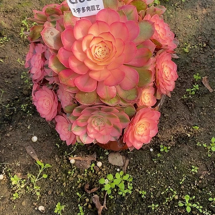 多肉植物荔枝669多肉