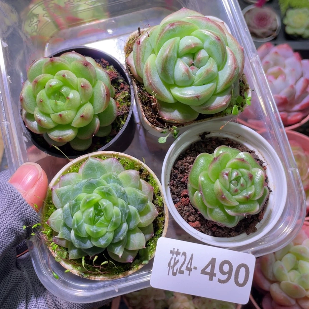 花利美24-490珍妮4颗