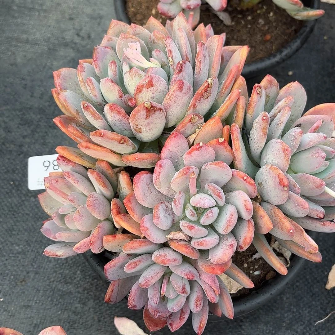 同温层多肉86灰姑娘