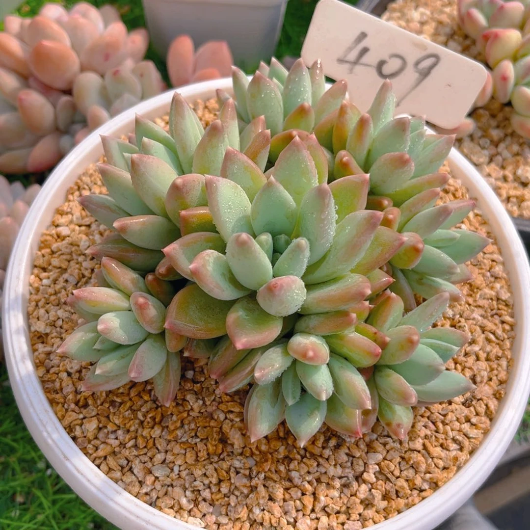 可****、409cghjjjjjjjhhjn