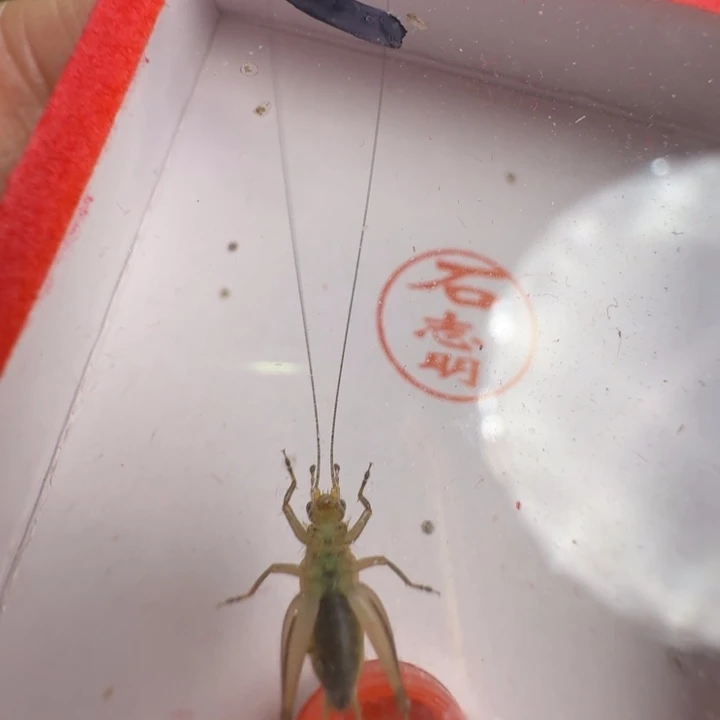 漂亮大个一只合适