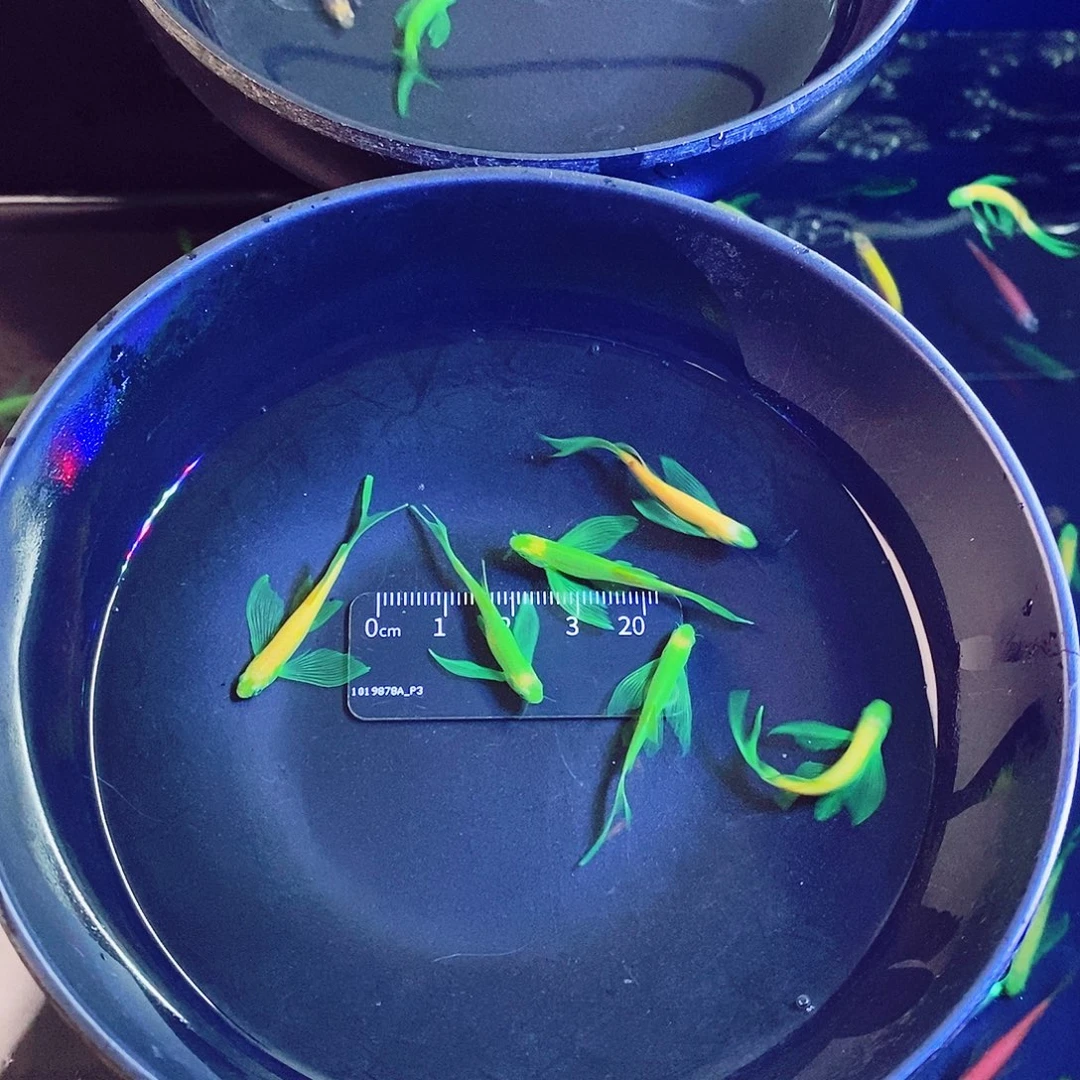 斑马鱼蝶翼斑马3翡➕3龙再送1红的