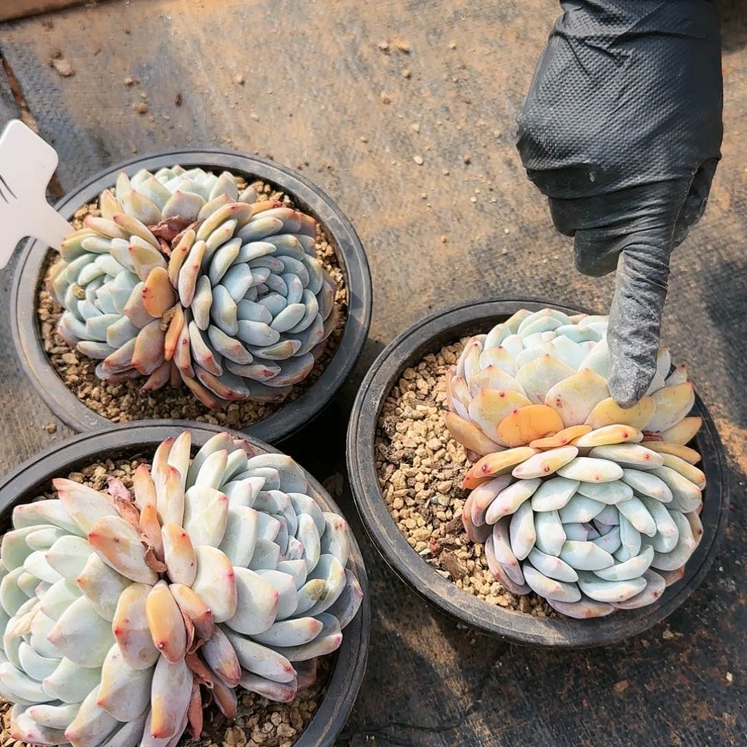 1511号3个一组38.8     肉