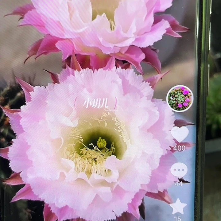 夏沫侧芽歪满18包邮