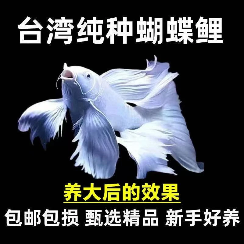 纯种白蝴蝶鲤观赏鱼普身石膏白蝴蝶鲤大鳍大尾短身冷水好养耐活