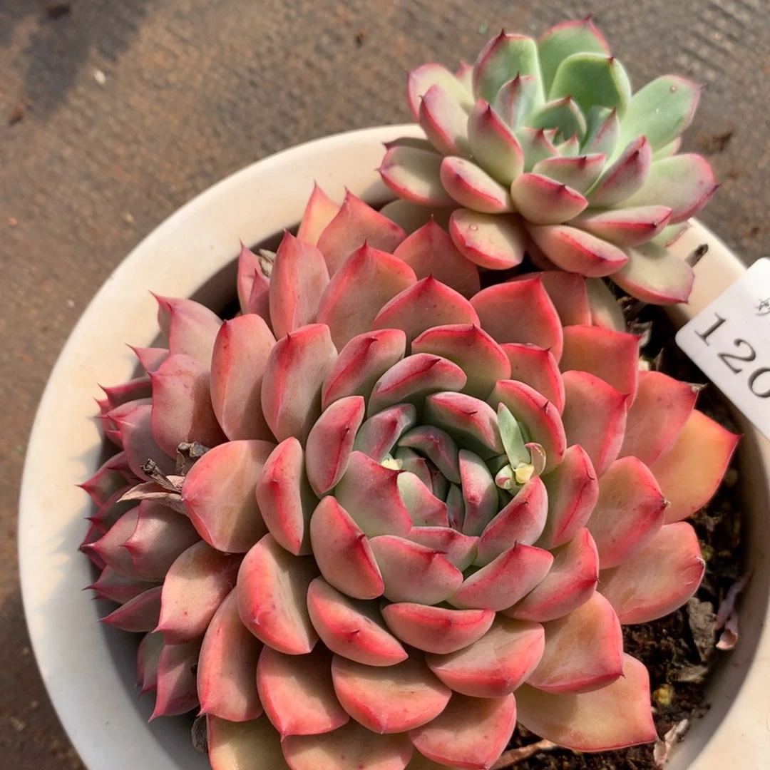 1205新年快乐发发发