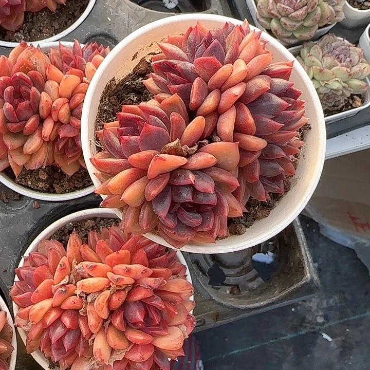 4****7青蛙王子儿童牙膏111