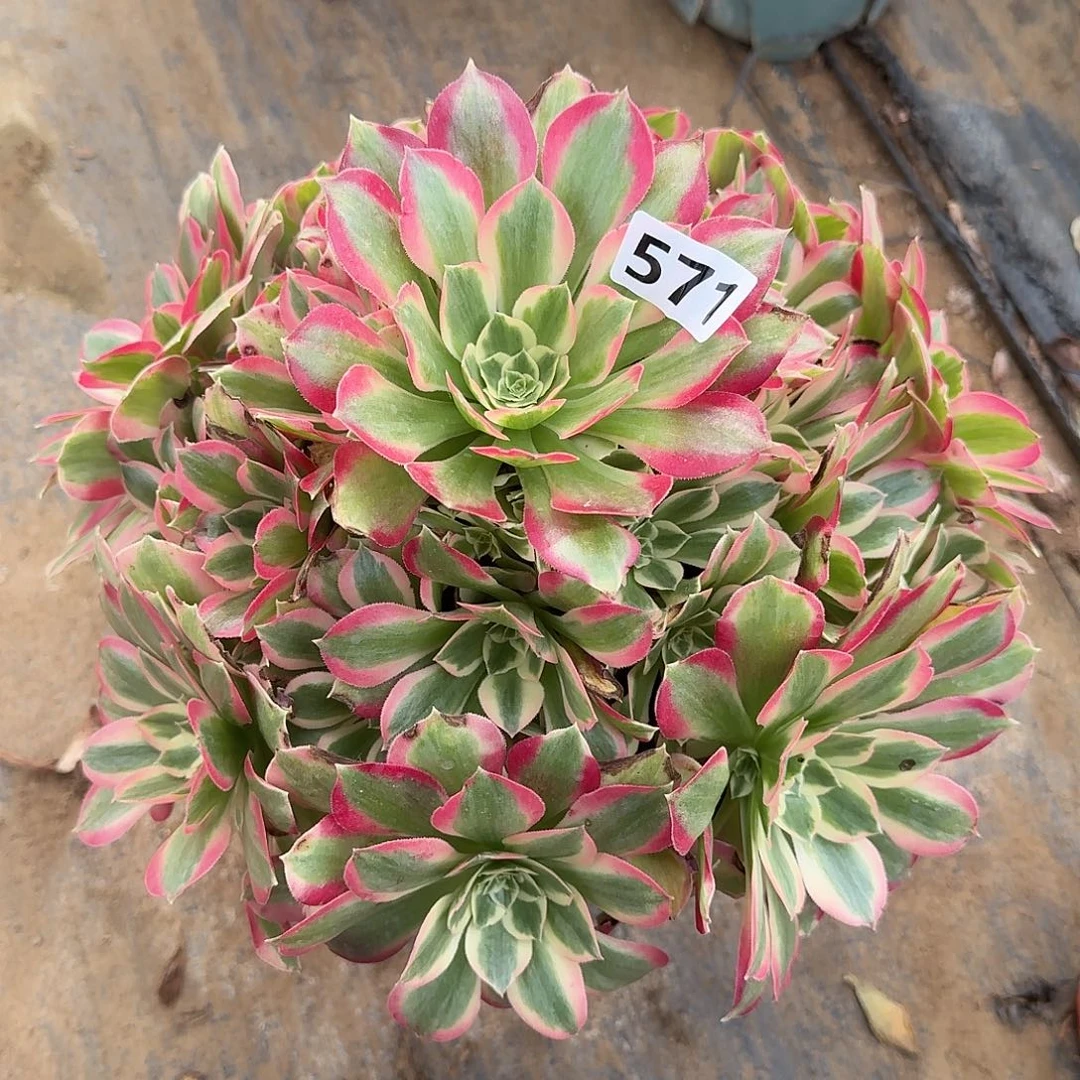 多肉植物布加迪571号