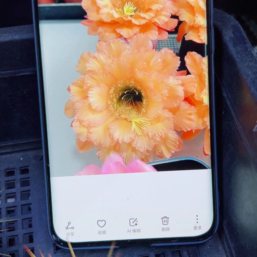 下87毛橙粉佳人歪无根侧芽斑点4公分左右20包邮