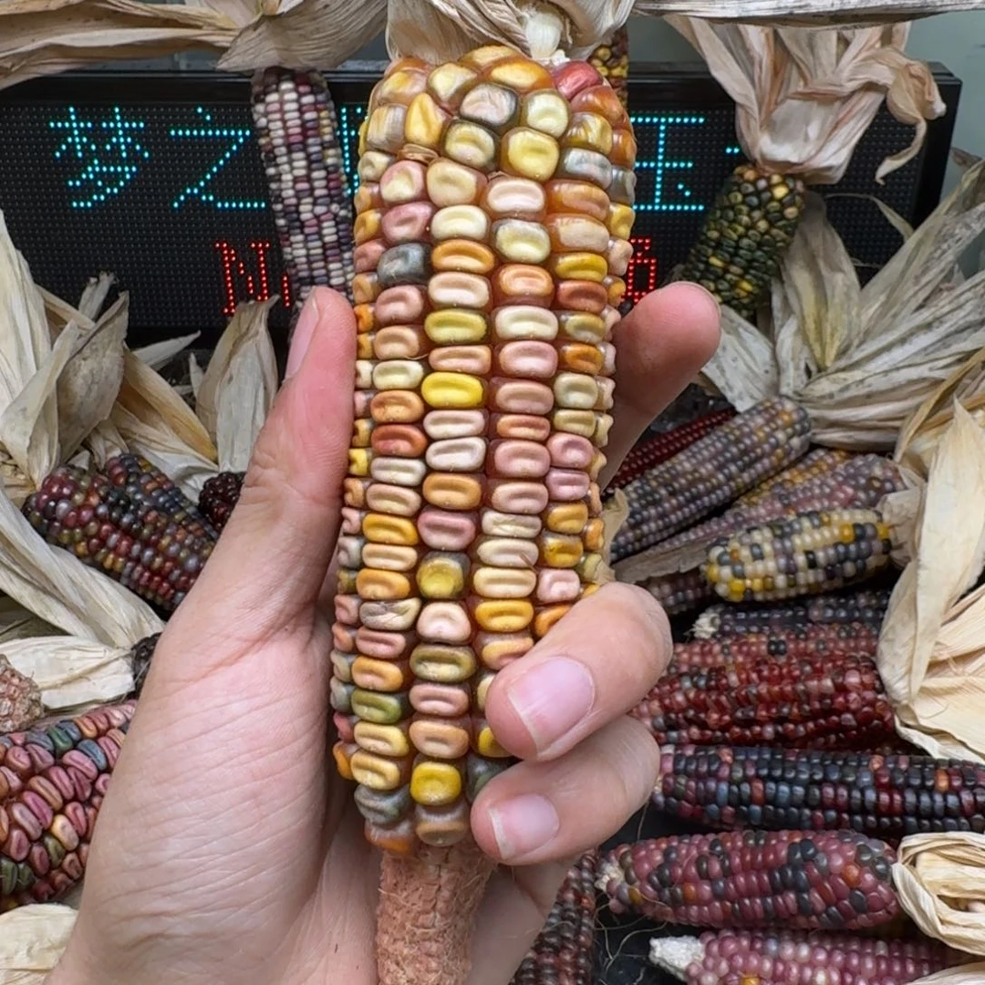 柏香籽/百香籽吊坠兔*