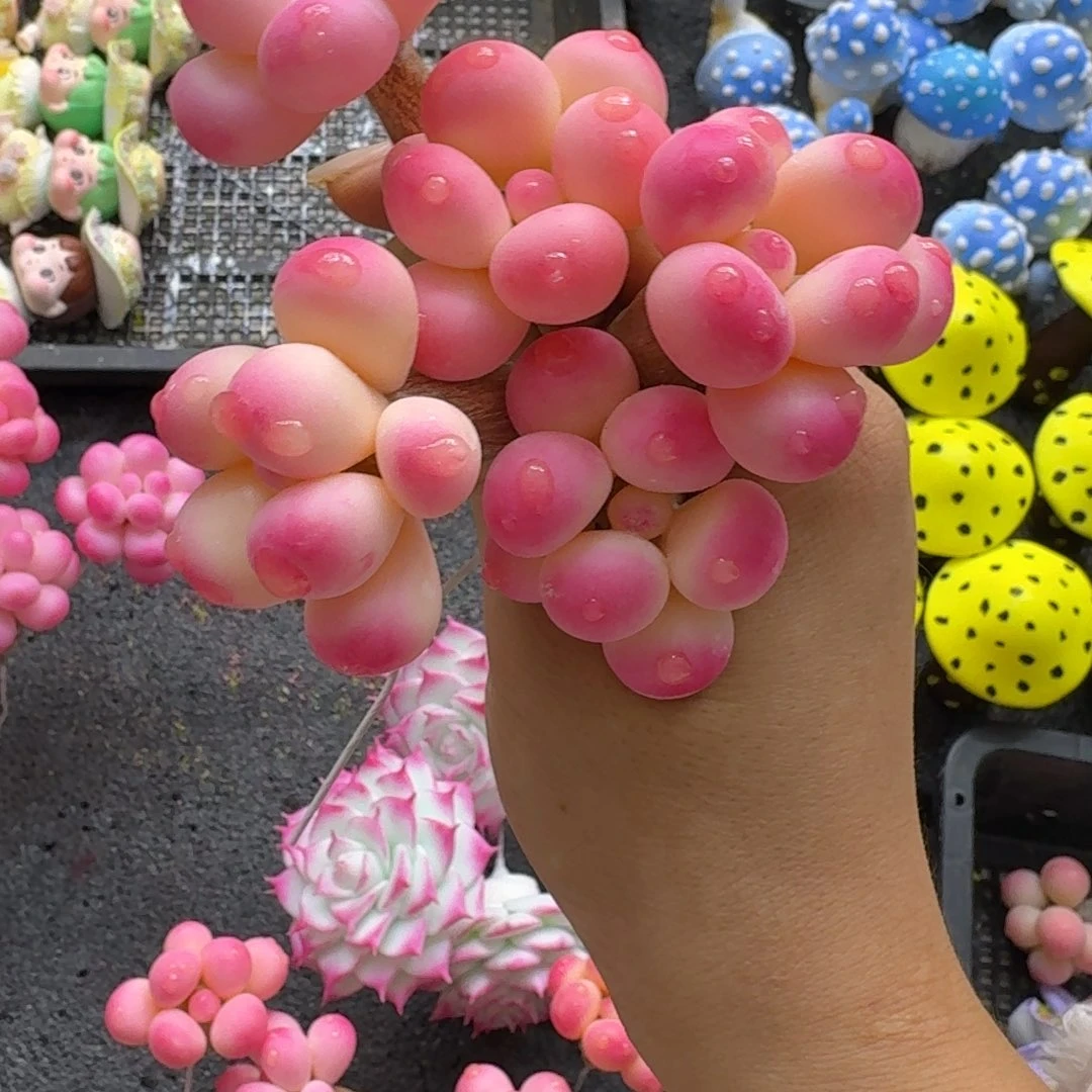 树脂制品4号哦哦哦哦哦哦