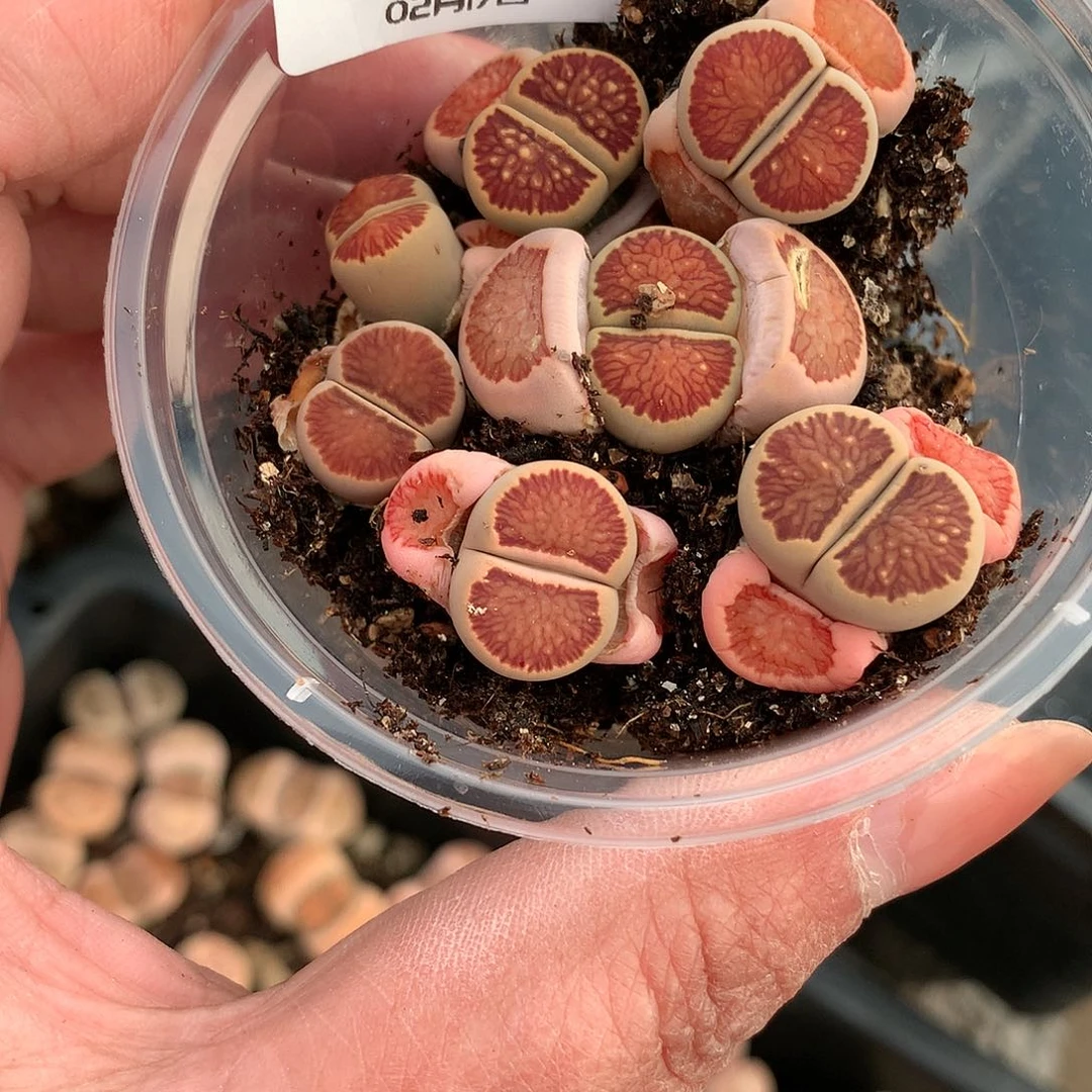 W475多肉植物保护研究所