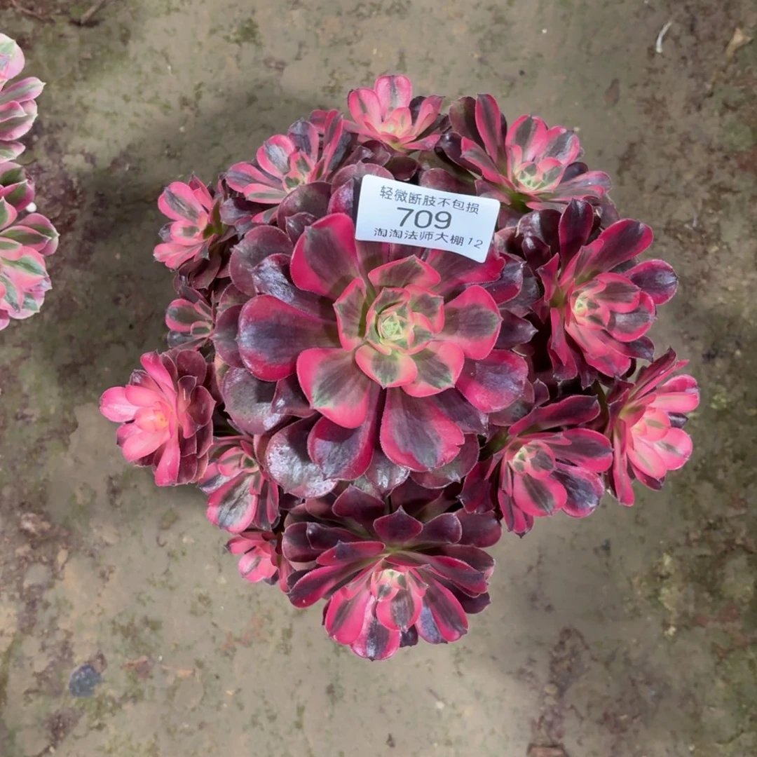 709美杜莎多肉植物法师