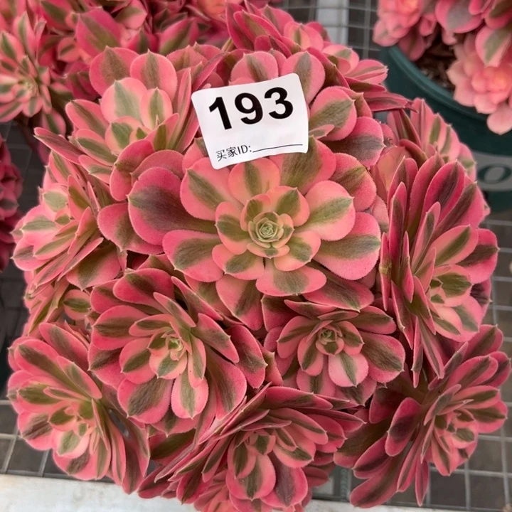 193女巫23厘米左右