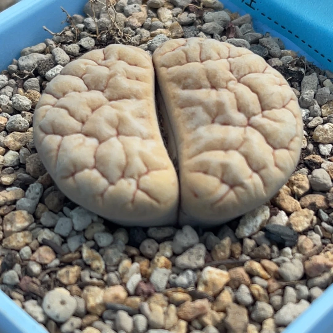 7096大肌肉铁189一颗