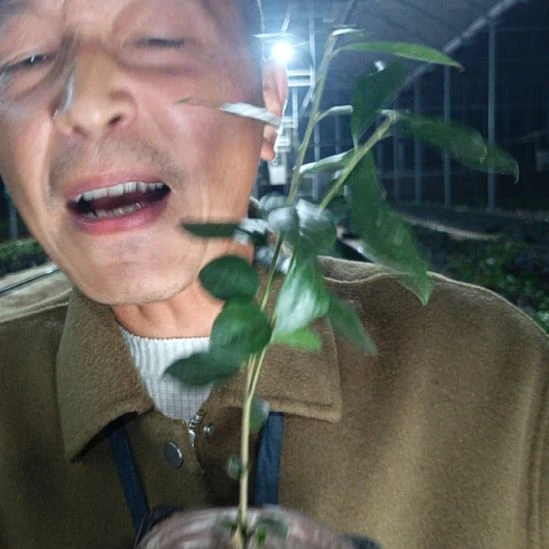 无花朵金弹子金瓜078