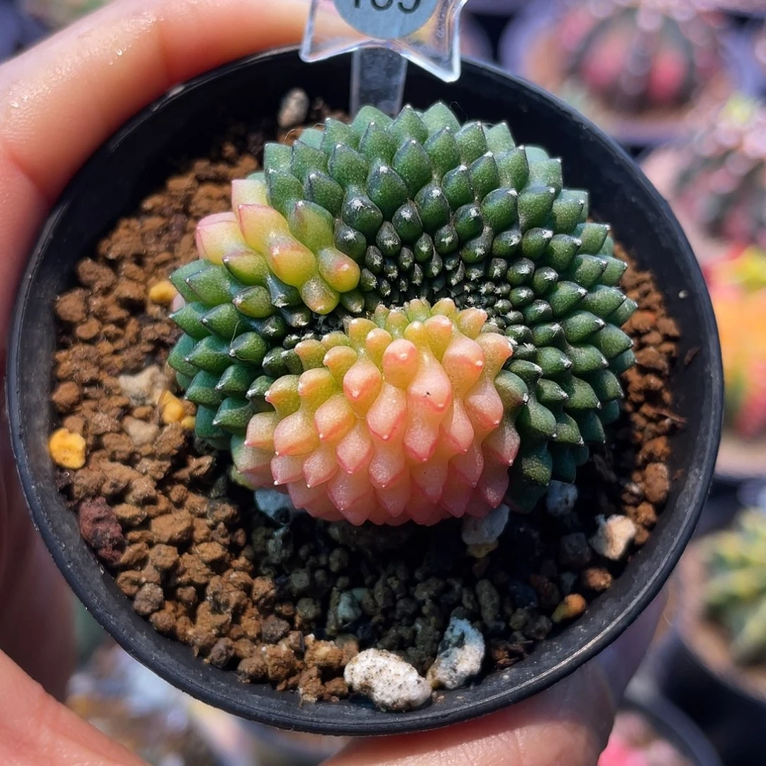 1-199貘锦4.2厘米