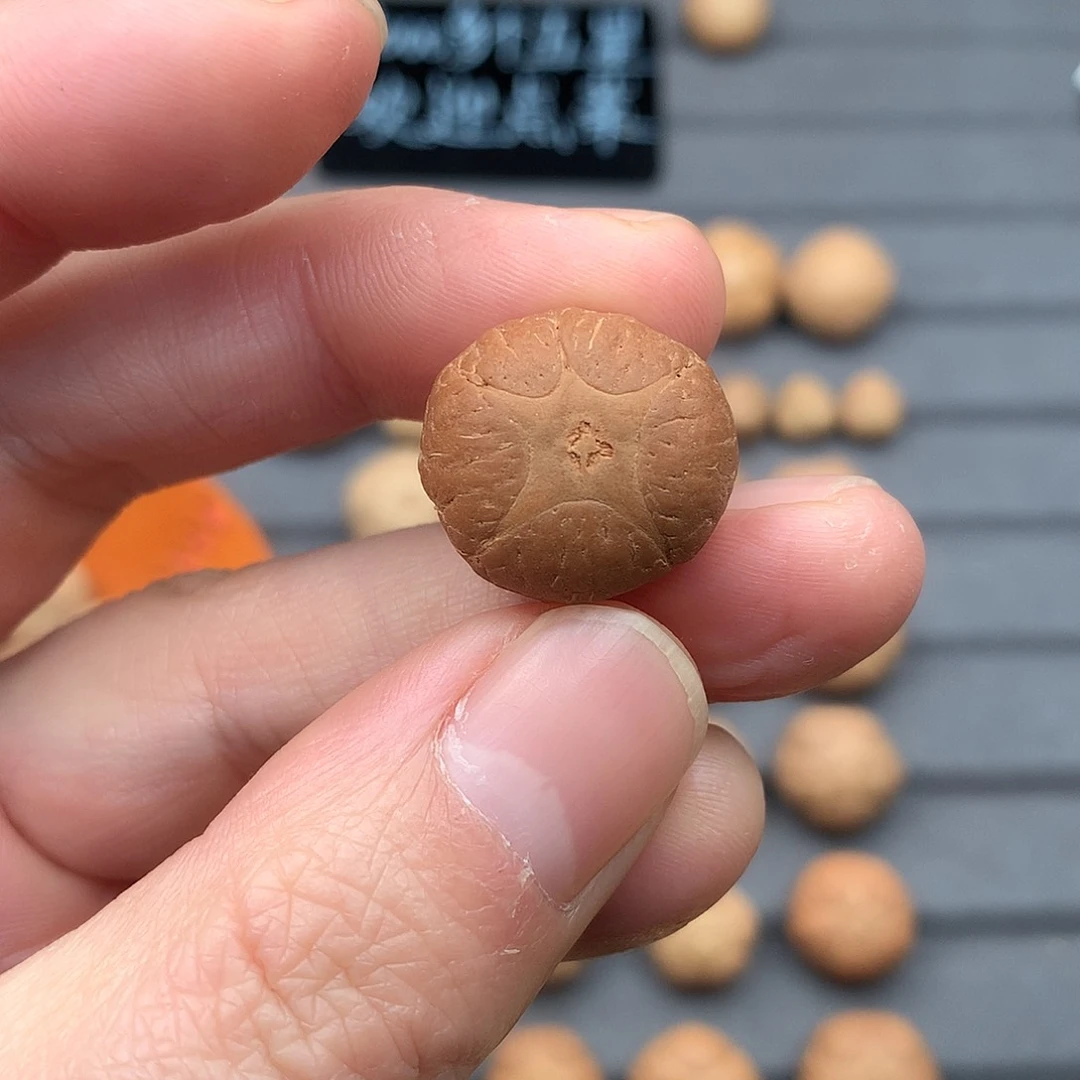 吊坠凤眼菩提19+五星，非质量问题开孔不退