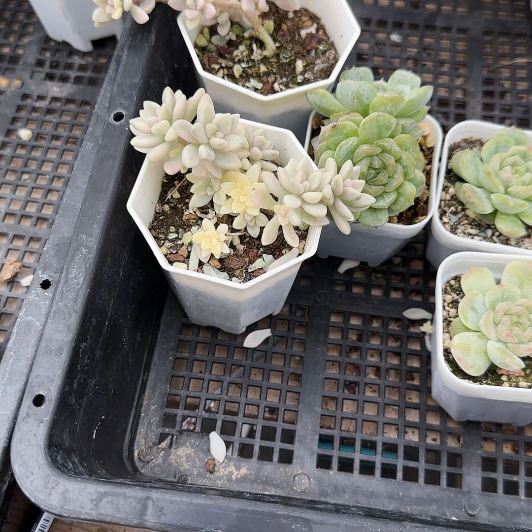 姬秋丽锦不售后两盆满25包邮