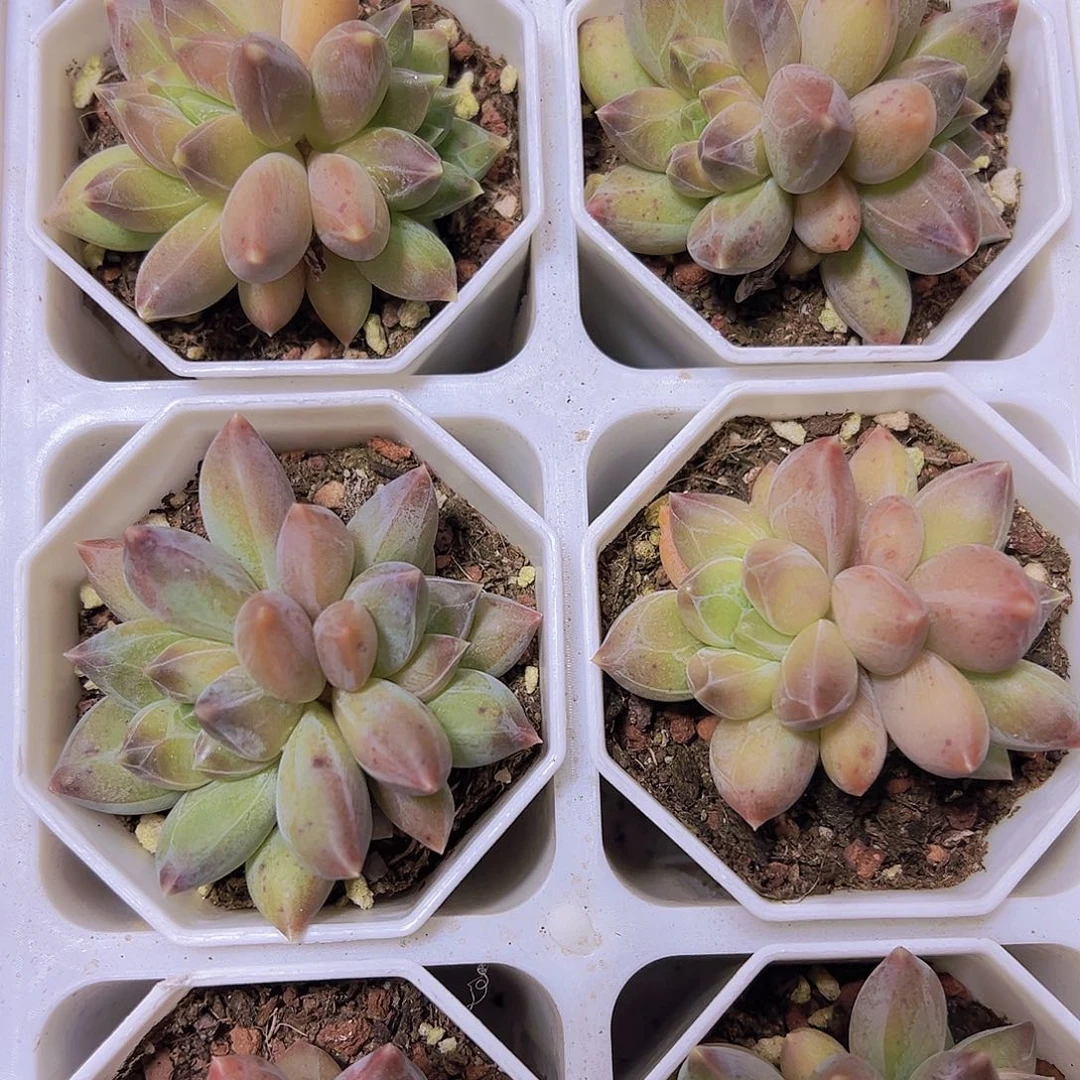 双头重楼19包邮多肉