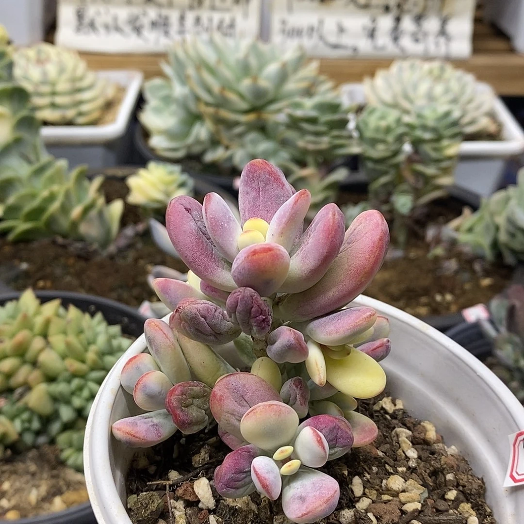 0386 乒乓福娘锦自然群