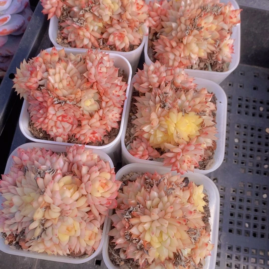 4-26-多头女雏锦群一个