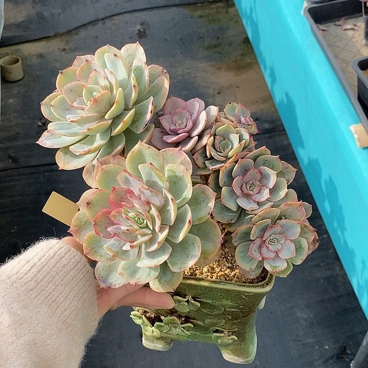 318多肉植物老桩