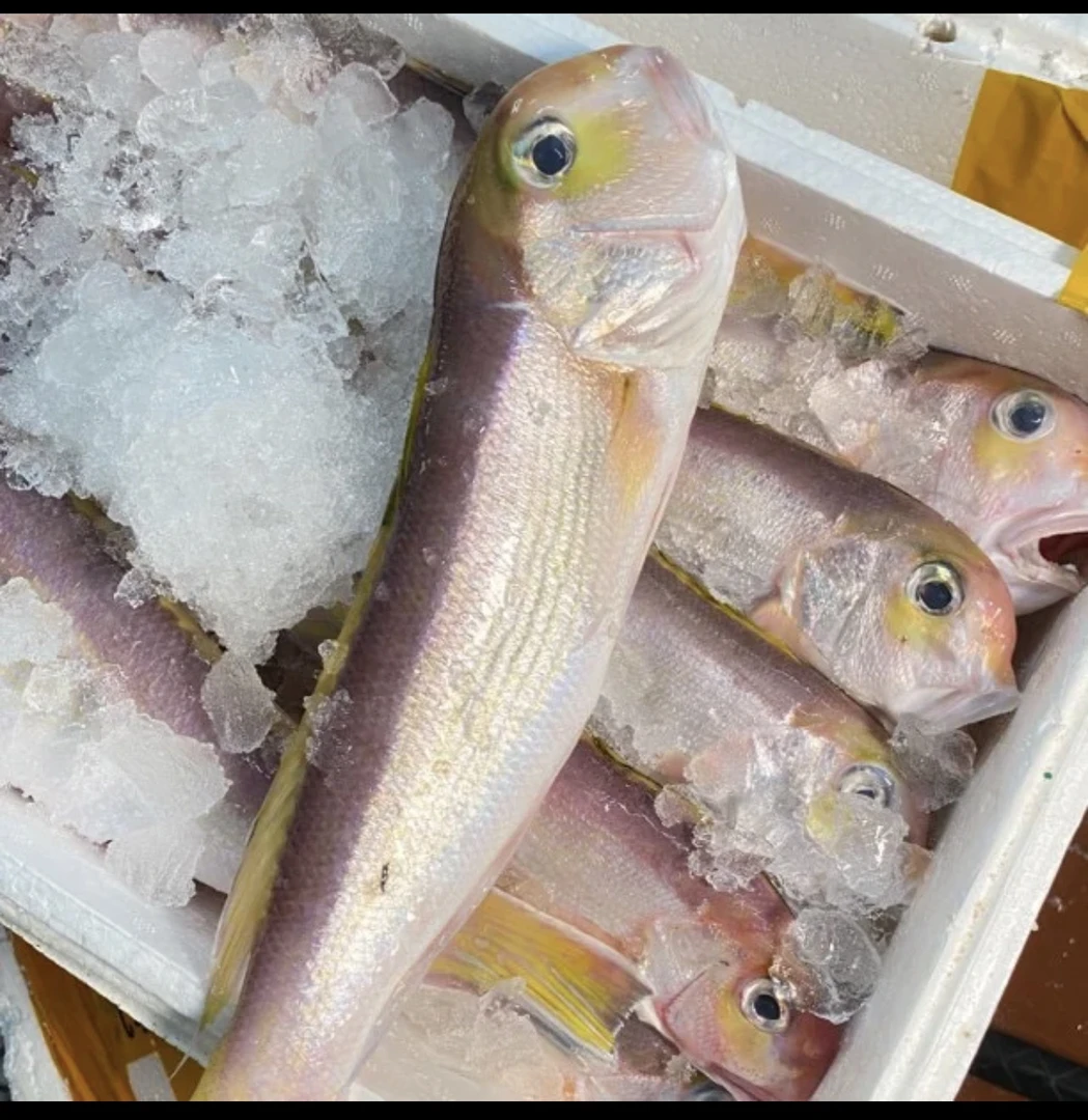 汕尾本港【野生马头鱼】新鲜寄顺丰